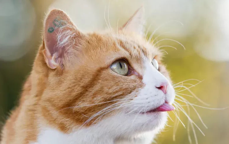 Why Do Cats Stick Their Tongues Out