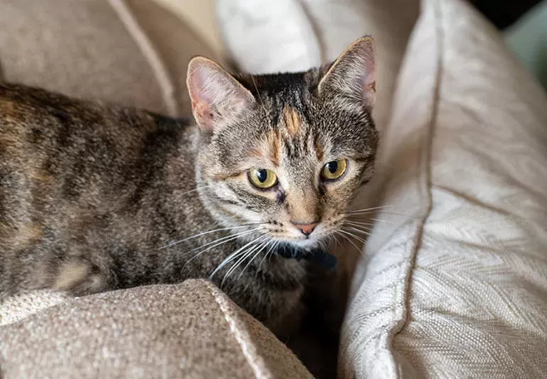 How to Spot and Treat Allergies in Cats Before They Get Worse