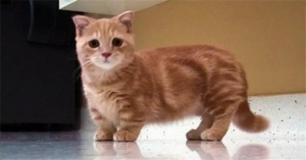 Cats with Short Legs