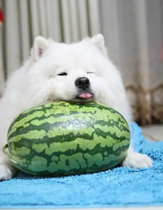 Can Dogs Eat Watermelon?