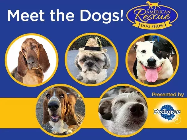 Best in Rescue Dog Show 2023: Celebrating the Triumph of Second Chances