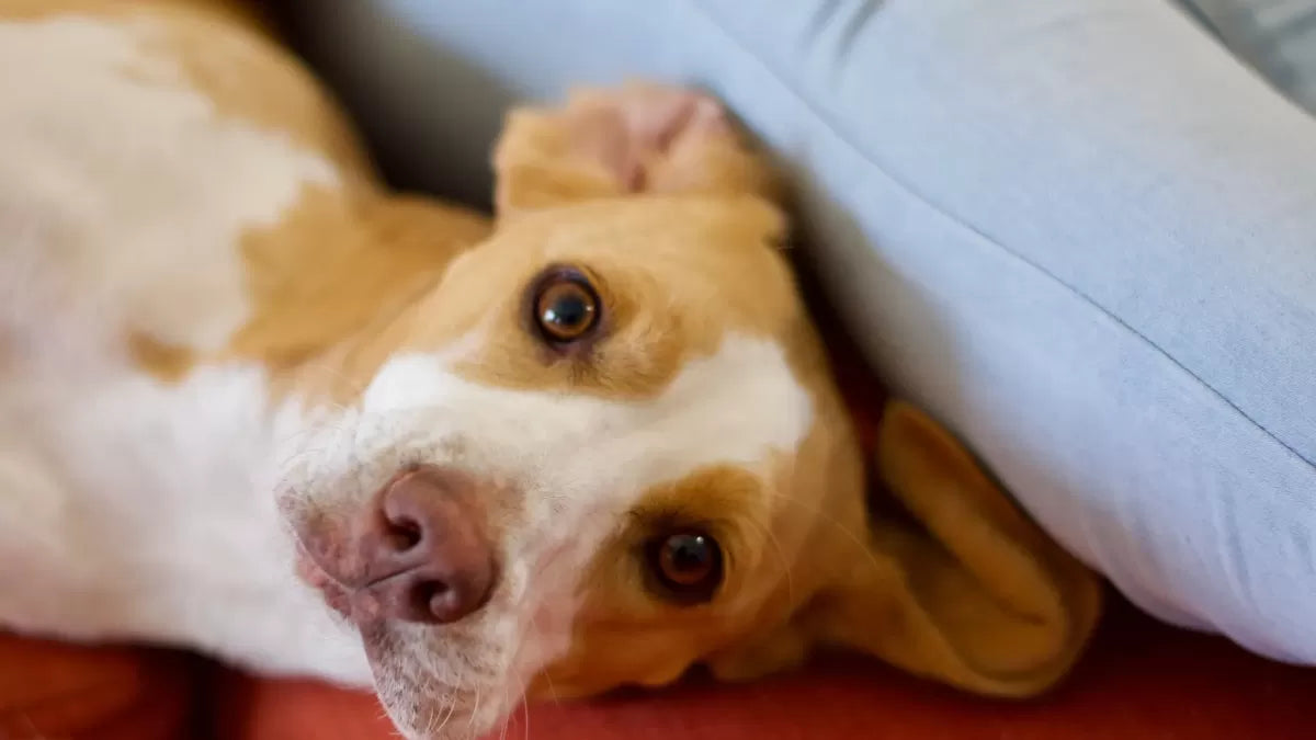 False Pregnancy in Dogs