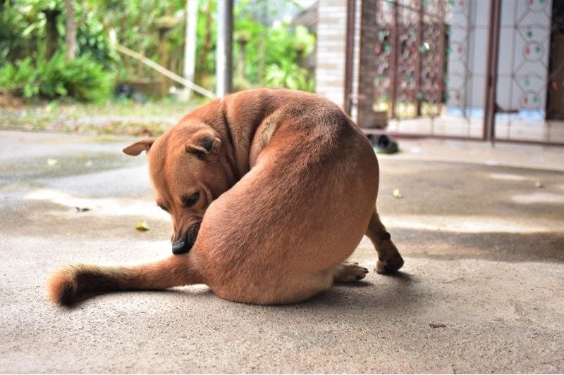 My Female Dog Licking Her Privates More Than Usual