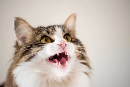 A Comprehensive Guide to Laryngitis in Cats