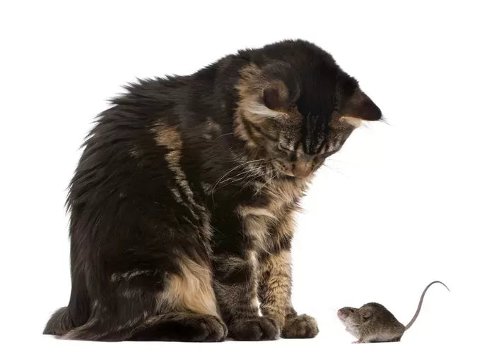 Can Mice Get Your Cat Sick