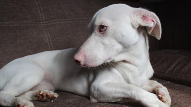 Light Skin Dog: Care Tips You Need to Know