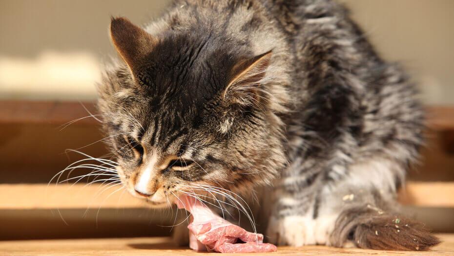 What Human Food Can Cats Eat