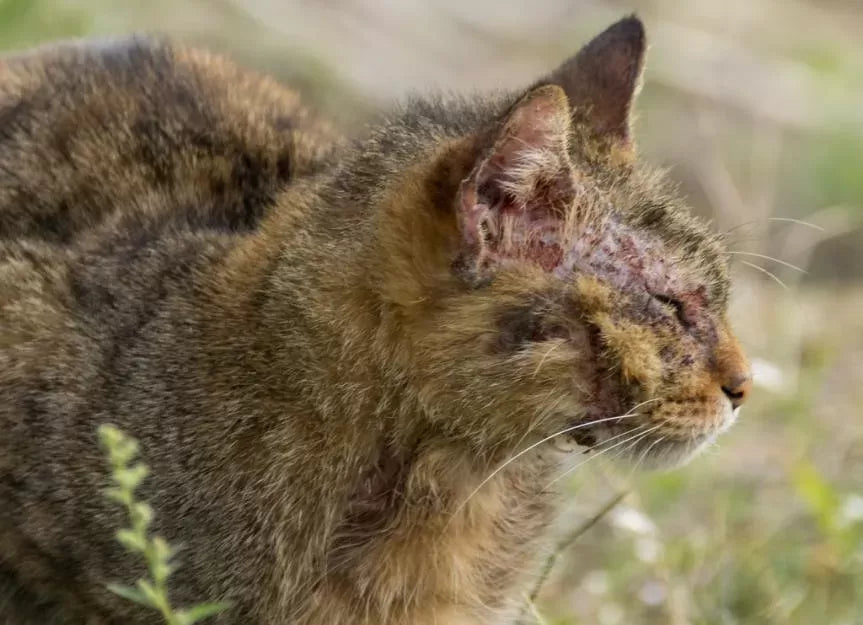 How Do You Treat Mange On A Cat