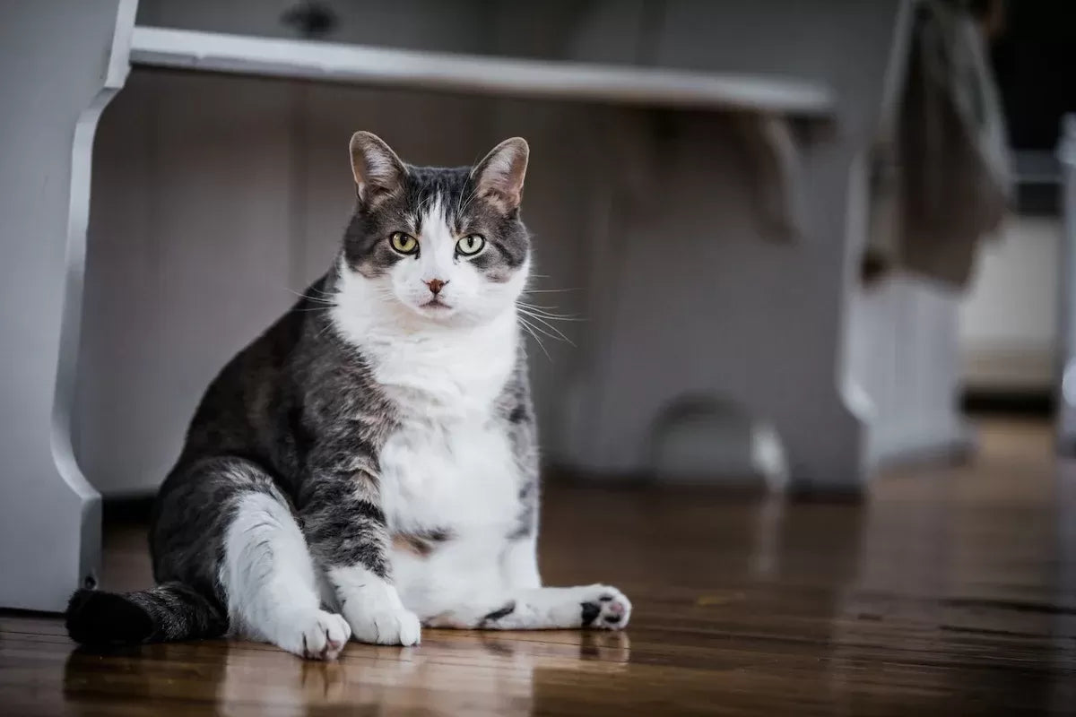How to Help My Cat Lose Weight