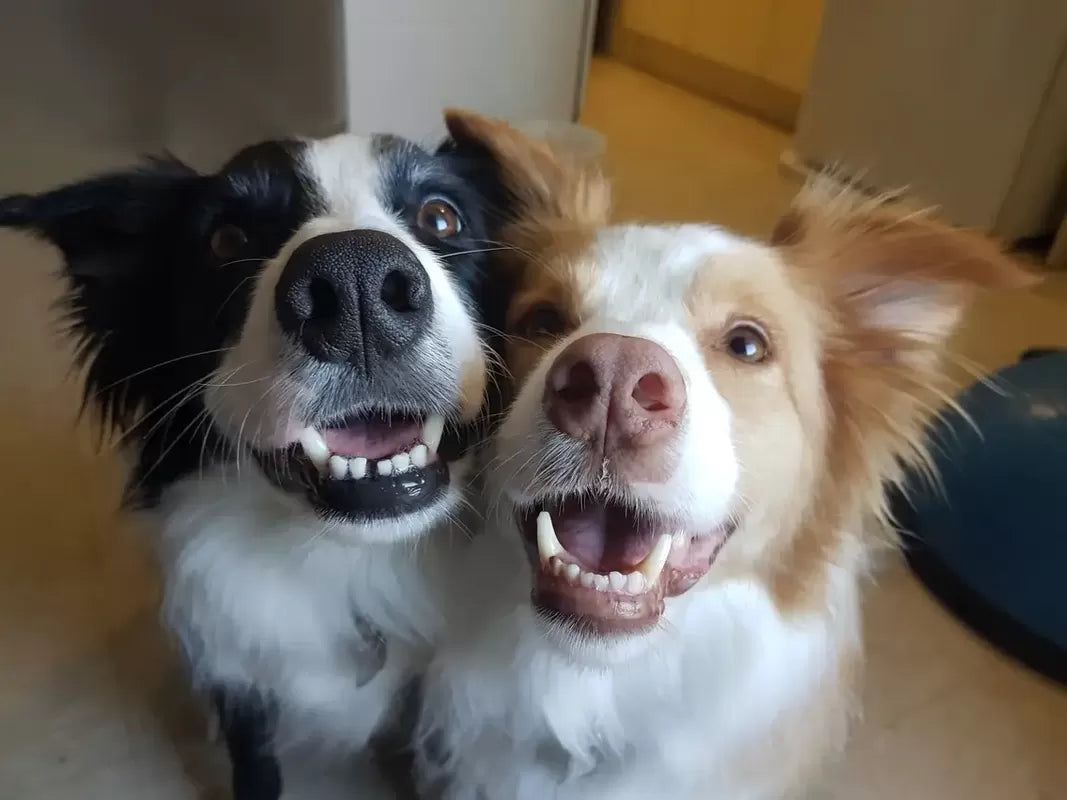Male or Female Dog: Pros and Cons
