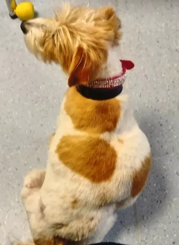 Dog Has Big Round Swollen Bump on Back​: What To Do
