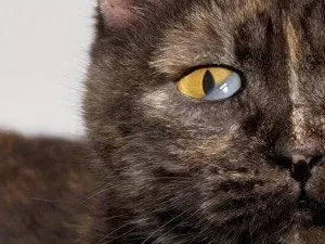 Haw's Syndrome in Cats