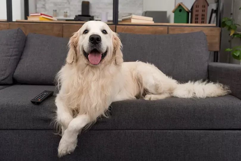 Do Dogs Purr? Exploring Canine Vocalizations and Health Concerns