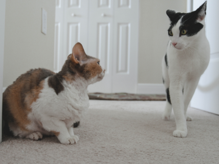 Feline Non-Recognition Aggression: Why Your Cats Suddenly Fight & How to Fix It Fast