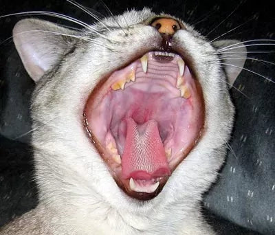 Can Cats Get Strep Throat