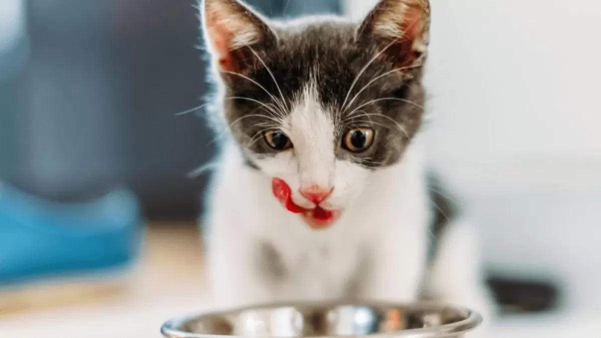 Do Cats Get Salmonella