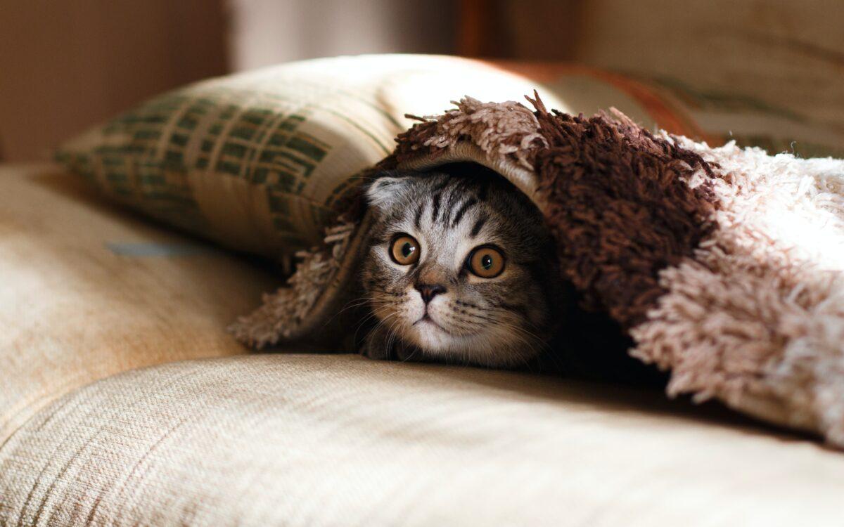 Cat Separation Anxiety