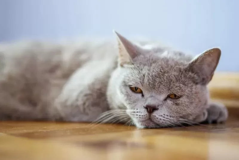 Unmasking the Hidden Intruders: Symptoms of Worms in Cats