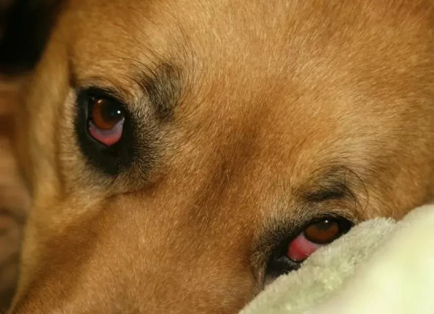 Why Are My Dogs Eyes Red