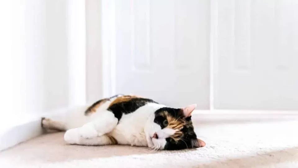 How Long Can You Leave a Cat Alone