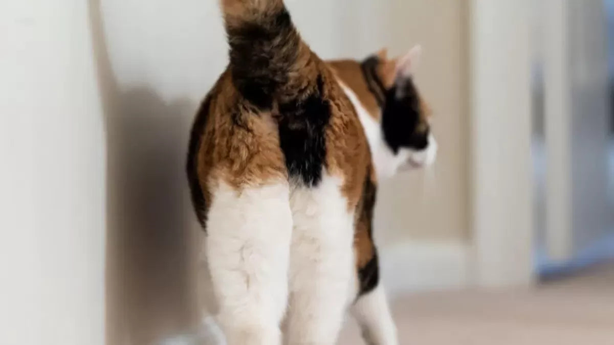 A Cat Butt Is Red: Understanding Feline Health and Behavior