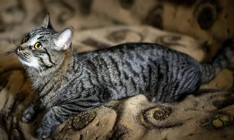 Do Female Cats Have Periods?