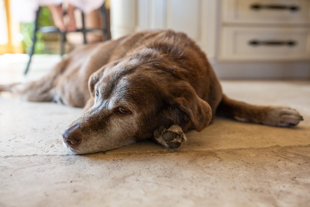 Meningioma in Dogs​
