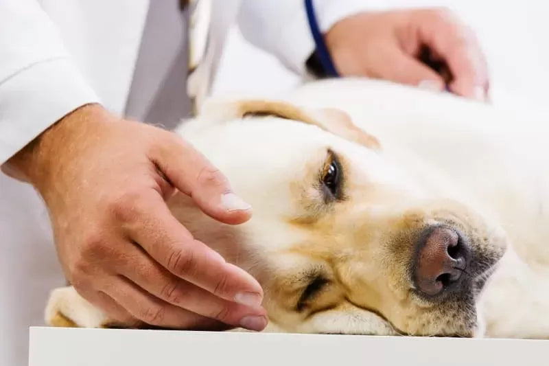 Enlarged Liver in Dogs: Causes, Symptoms, and Treatment