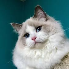Are Ragdoll Cats Hypoallergenic