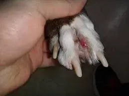 Understanding Interdigital Cysts in Dogs: Causes and Care