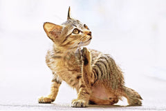 Cat Care Tips for Allergy Season