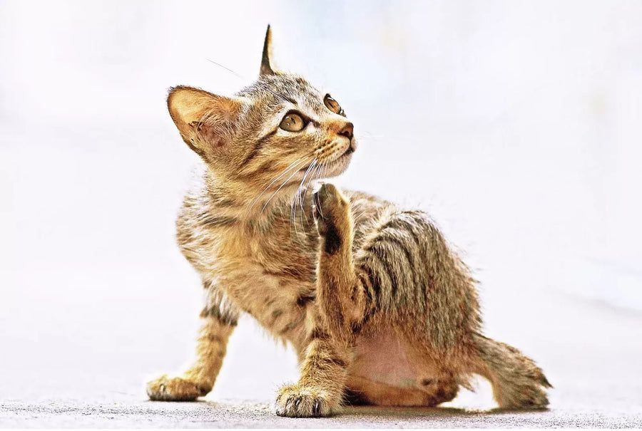 Cat Care Tips for Allergy Season