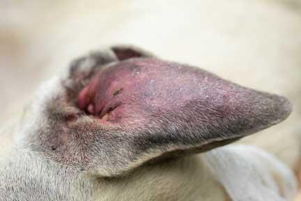 How to Treat Dog Ear Hematoma at Home: A Comprehensive Guide