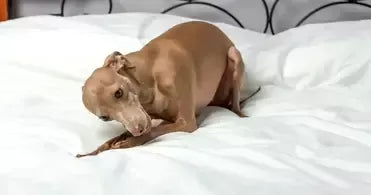 Why Do Dogs Scratch Their Beds