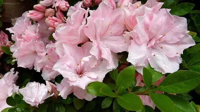 Are Azaleas Poisonous To Cats