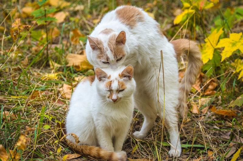 Cat Biting Other Cats Neck