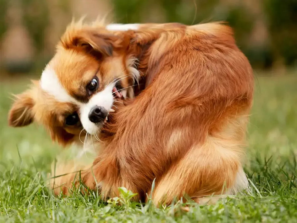 How Do Dogs Get Fleas