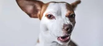 Chronic Bronchitis in Dogs: Causes, Symptoms, and Treatment