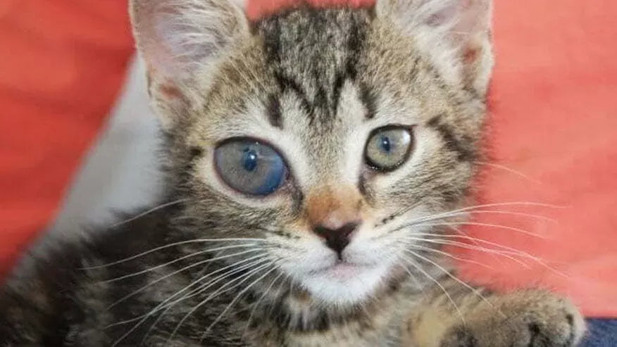 Glaucoma in Cats: Understanding the Silent Threat to Feline Vision
