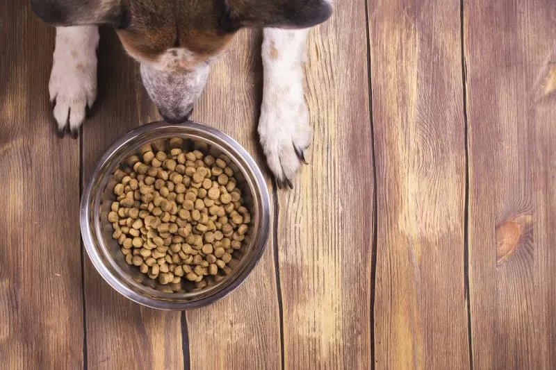 Why Won't My Dog Eat