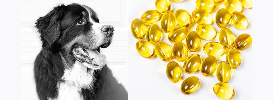 Benefits of Salmon Oil for Dogs: A Complete Guide