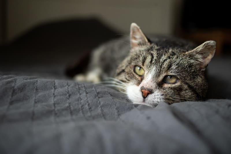Cat Cold Symptoms