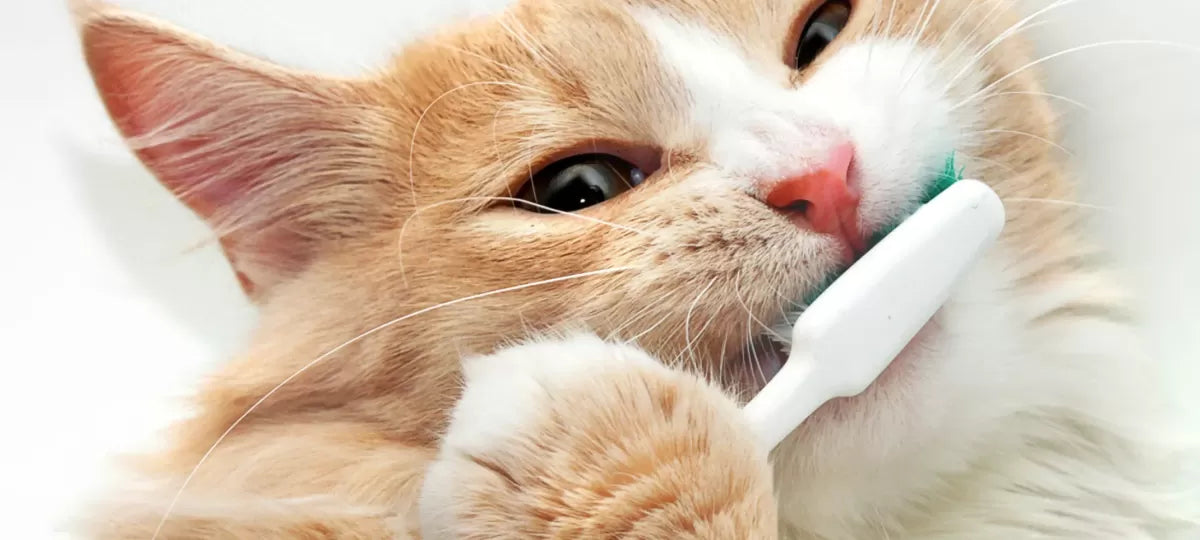 Do Cats Need Their Teeth Cleaned​