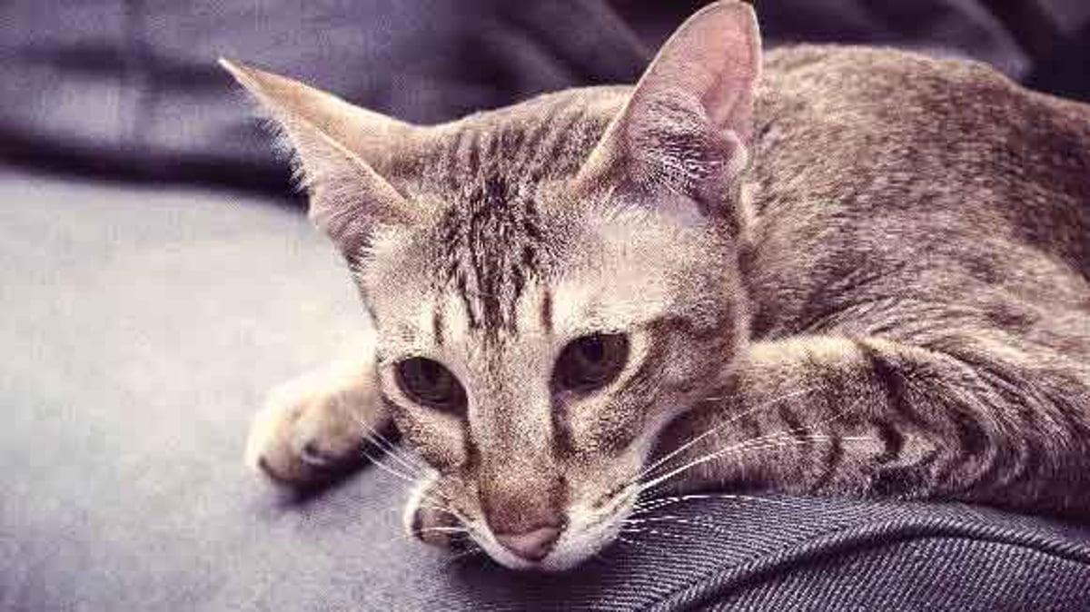 Feline Stomach Bug