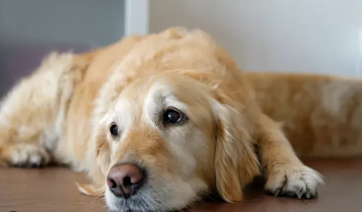 Can Dehydration Cause Seizures In Dogs?