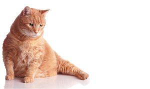 Cat Hind Leg Weakness: How to Regain Strength