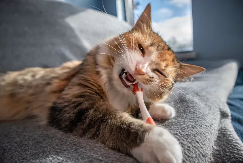 Pica in Cats: What it is, Common Causes, Tips for Treating it