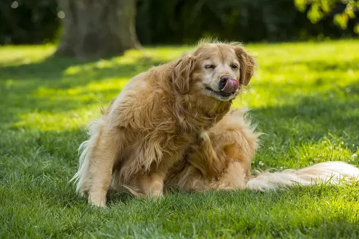 Flea Bites on Dogs: Cause, Symptom and Treatment