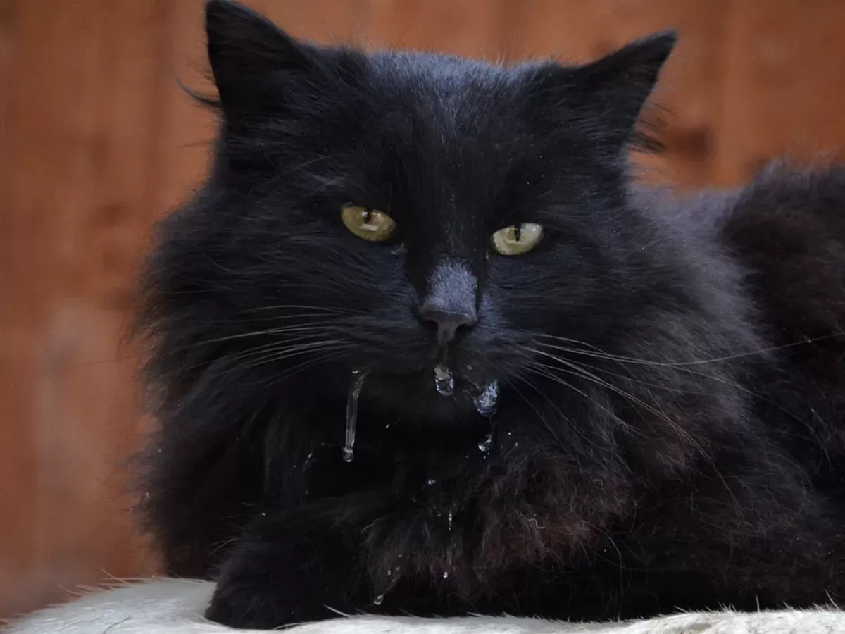 Why is My Cat Drooling