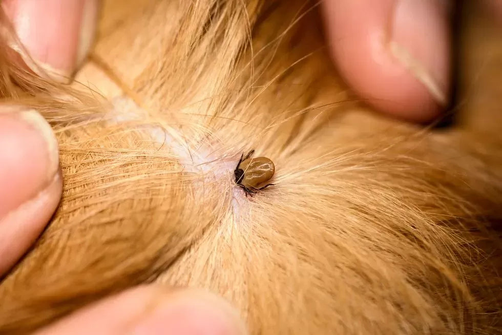Understanding Dog Skin Parasites: Types, Symptoms, Treatment, and Prevention